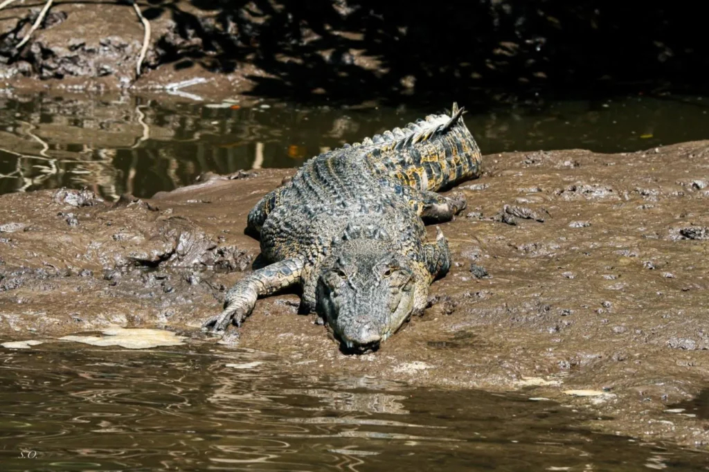 Freshwater Crocodiles