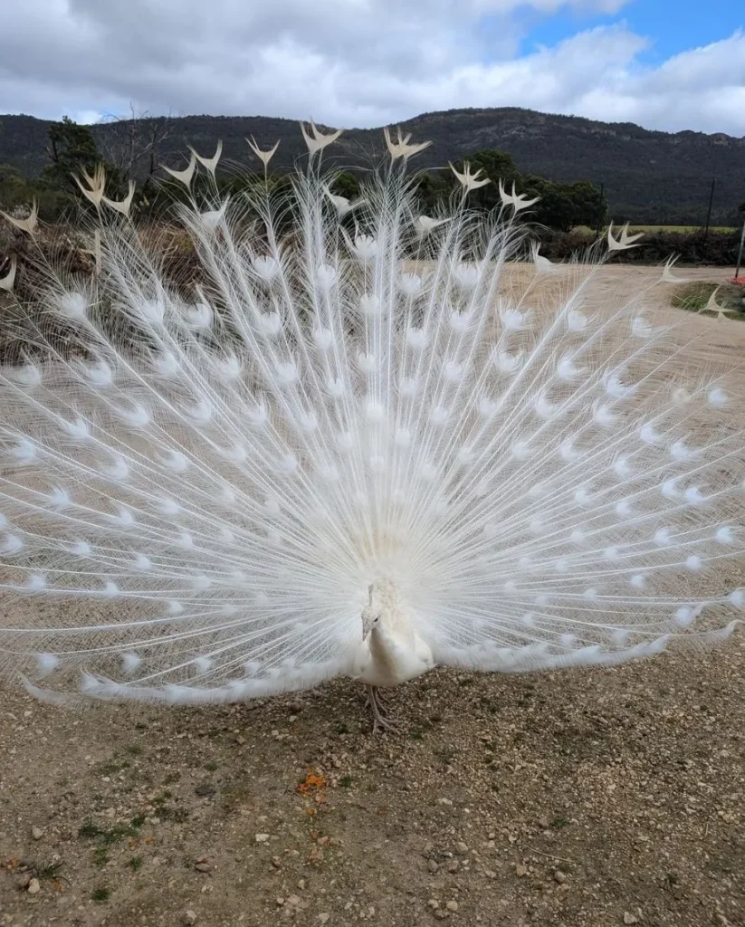 Halls Gap Zoo