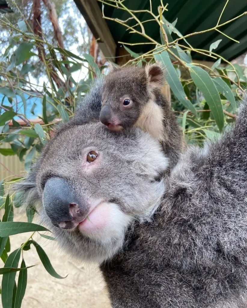 Koala Reserve