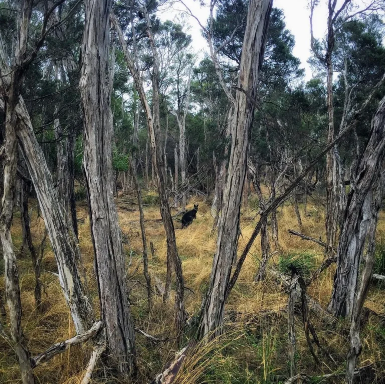 Oswin Roberts Reserve, Phillip Island