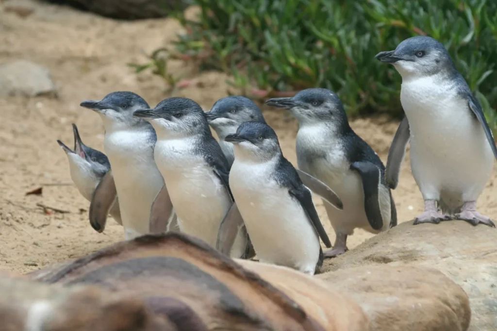 Penguin Parade, Phillip Island