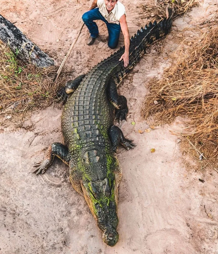 Saltwater Crocodiles