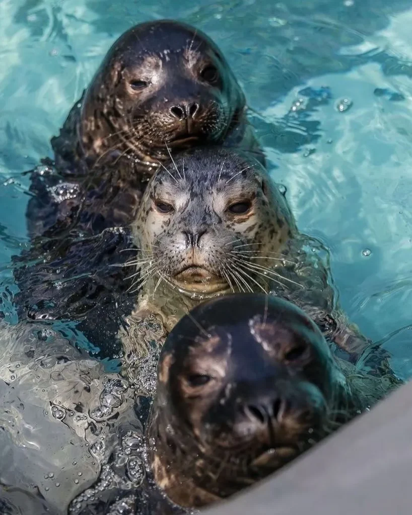 Seal Rocks