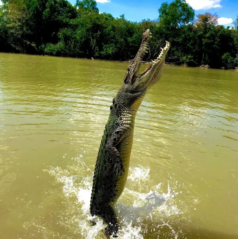 What Safety Measures Are in Place for Viewing Wild Saltwater Crocodiles on Jumping Crocodile Cruises