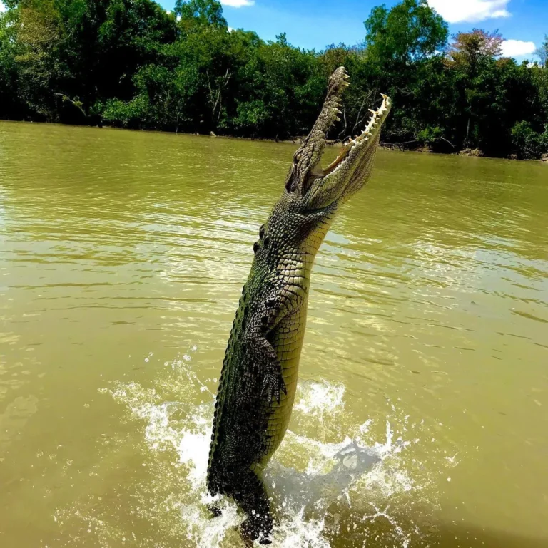What Safety Measures Are in Place for Viewing Wild Saltwater Crocodiles on Jumping Crocodile Cruises