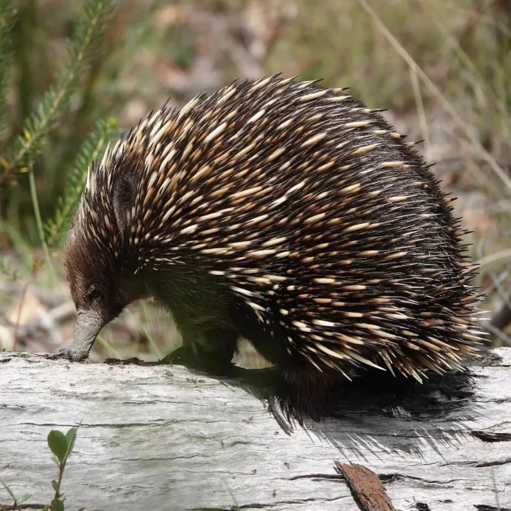 echidnas