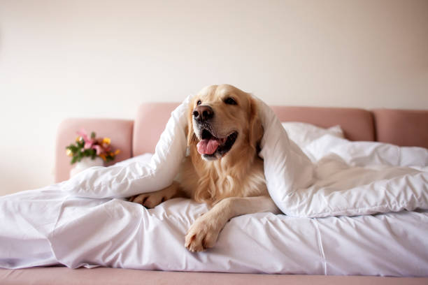 Pet-Friendly Lodging Options in Charters Towers